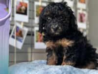 MİNİ MALTİPOO YAVRULARIMIZ