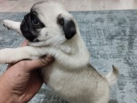 Pug mops bebekler