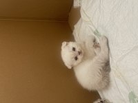 Yavru scottish fold