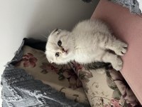 Minik Scottish Fold Oğlumuza Yeni Yuva