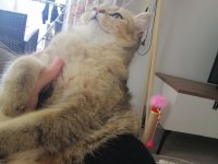 British shorthair bal küpüm