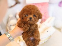OZELMI OZEL TOY POODLE BEBEKLERIMIZ
