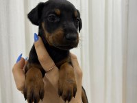 Ev Ortamında Büyüyen Safkan Doberman Dişi Yavrular