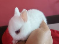 Cüce tavşan