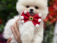 Irk garantili pomeranian cinsi bebekler