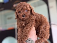 Petmode köpek çiftliğinde ziyarete açık toy poodle