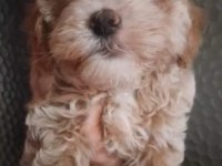 6 erkek ve 2 dişi pet eğitimli maltipoo yavrular