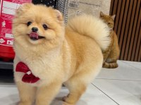 Yetişkin dişi 8 aylık pomeranian