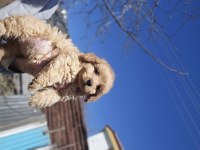 Ev doğumlu poodle ayarında maltipoo yavrularım