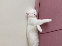 Kedimiz mayayı sahiplendirmek istiyorum