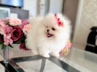 MİNİ BOY TEACUP DİŞİ POMERANİAN BOO