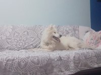 safkan samoyed