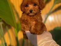 Toy Poodle Bebekler Referans Yavrular
