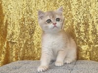 British shorthair