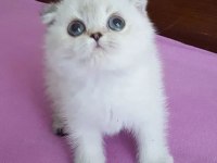 SAFKAN SCOTTİSH FOLD & BRİTİSH SHORTHAİR KEDİLER