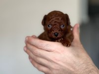 Kore kanı dark brown toy poodle