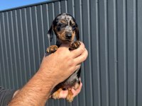 ORJİNAL RABİT DACHSHUND YAVRUMUZ
