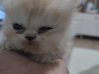 3 adet kedilerim