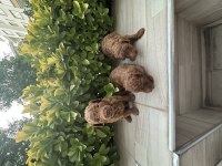 2 AYLIK POODLE YAVRULARI