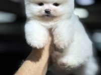 Teddy Pomeranian Boo WC Eğitimli