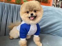 Show Kalite TEDDY bear Pomeranian Boo