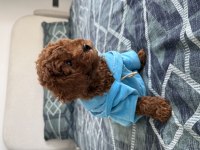 Toy Poodle Yavru Köpek