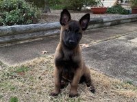 2 aylık Belçika Kurdu (Malinois) yavrularım