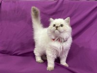British Longhair Mavi Boncuğum