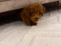 4 aylık toy poodle erkek tüm eşyaları ile verilecektir