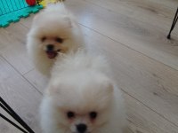 POMERANİAN BOO TEACUP YAVRULAR