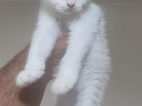 BRİTİSH SHORTHAİR MİNNOŞLAR
