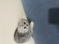 Eğitimli yavrular british shorthair