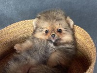 Pomeranian Baby Teddy