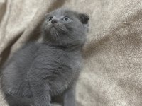 Scottish Fold yavru kedimiz