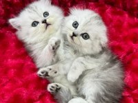 Safkan koca kafa bebek british shorthair yavrularım