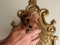 BAL POODLE ÇOCUKLAR