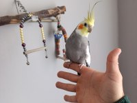 Konuşan sultan papağanı full evcil