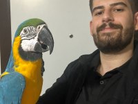 Full Evcil Macaw Fotoya Uygun