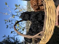 Siyah Toy Poodle Yavrular