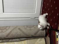3 aylık chinchilla dişi