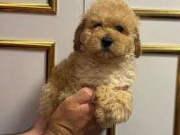 Dişi Toy Poodle Yeni Yuva Arıyoruz