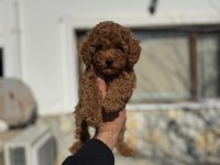 Birbirinden sevimli toy poodle yavru köpekler