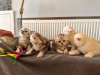 Scottish Fold Ve British shorthair Gold ve Silver yavrular