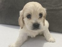 English cocker