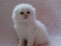 Kaliteli scottish fold yavrularımız
