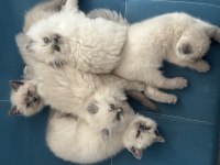 3 dişi ve 2 erkek british longhair