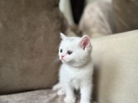 Beyaz Erkek British shorthair