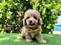 Maltipoo f2b safkan yavrularımız mini boy en küçük boy