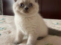 Scottish fold 2,5 aylık