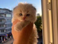 Safkan Scottish Fold Longhair